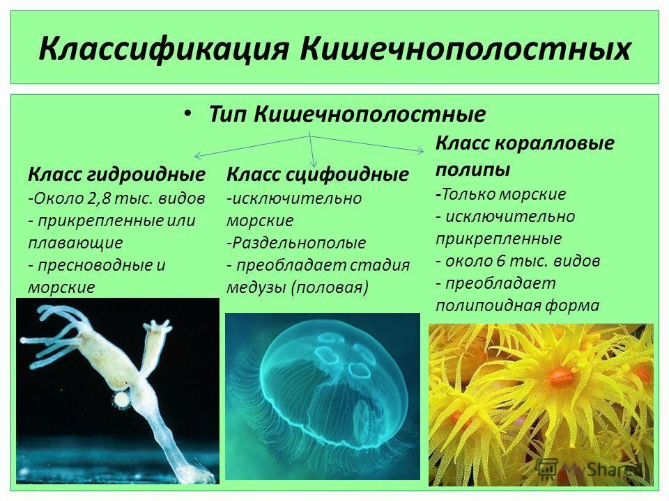 Картинки тип кишечнополостные