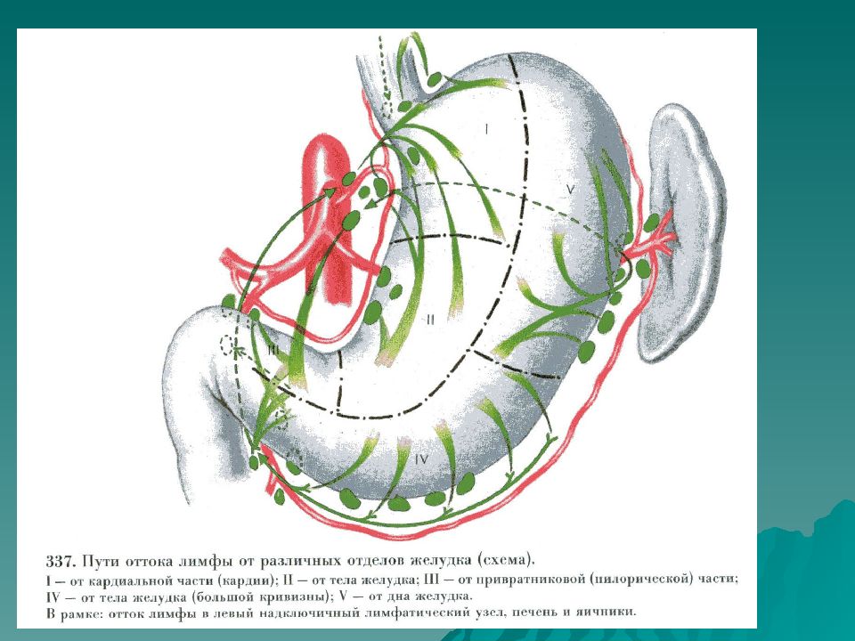 Лимфоотток желудка схема