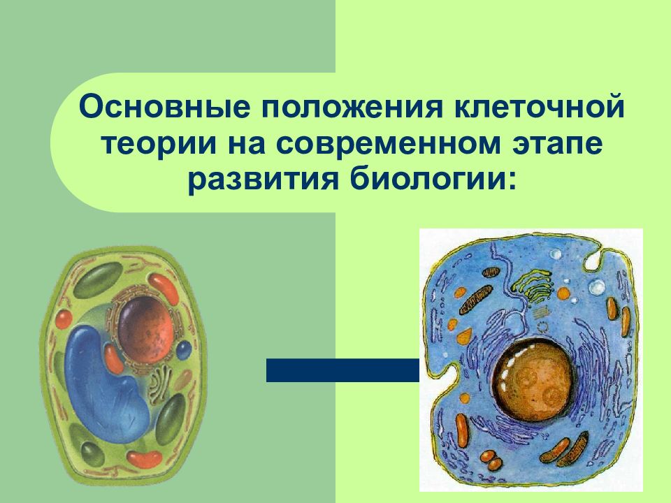 Тема клетка по биологии 9 класс. Клеточная теория. Теория строения организмов. Теория клеточного строения. Клетка клеточная теория.