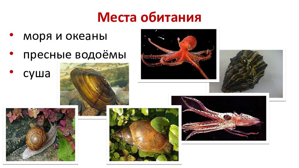 Места обитания