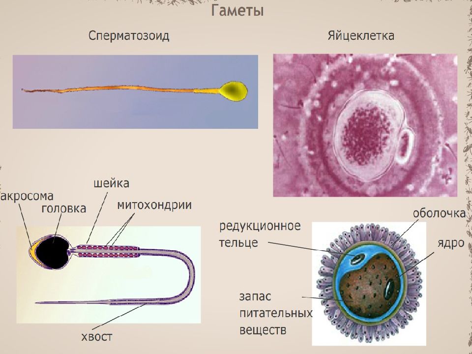 Группы половых клеток. Строение яйцеклетки человека 10 класс биология. Строение клетки сперматозоидов биология 10 класс. Строение половых клеток яйцеклетка. Строение мужской гаметы сперматозоида.