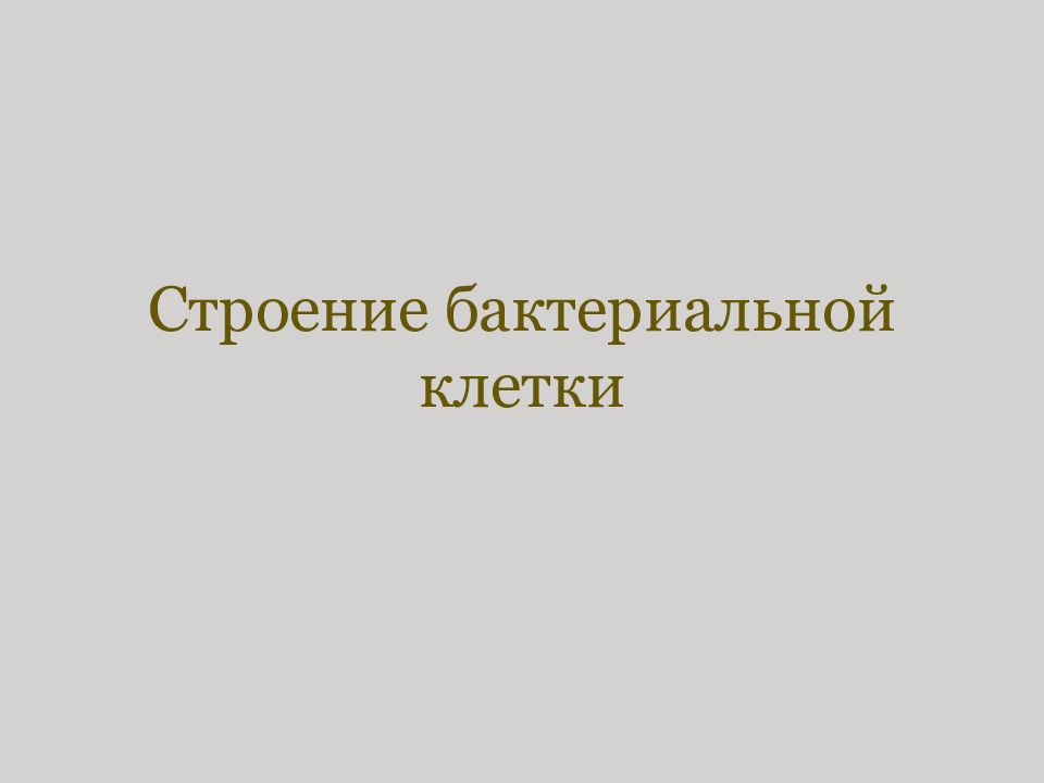 Строение бактериальной клетки