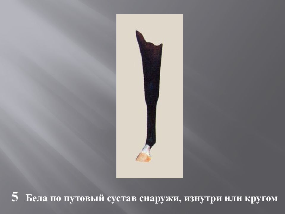 Масти и отметины у лошадей