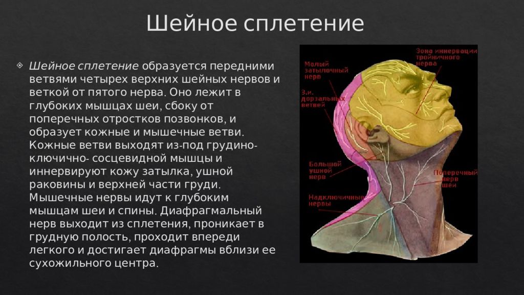 Четыре верхних. Мышечные ветви шейного сплетения иннервируют. Шейное сплетение область иннервации. Шейное сплетение зоны иннервации. Шейное сплетение нервы ветвие.