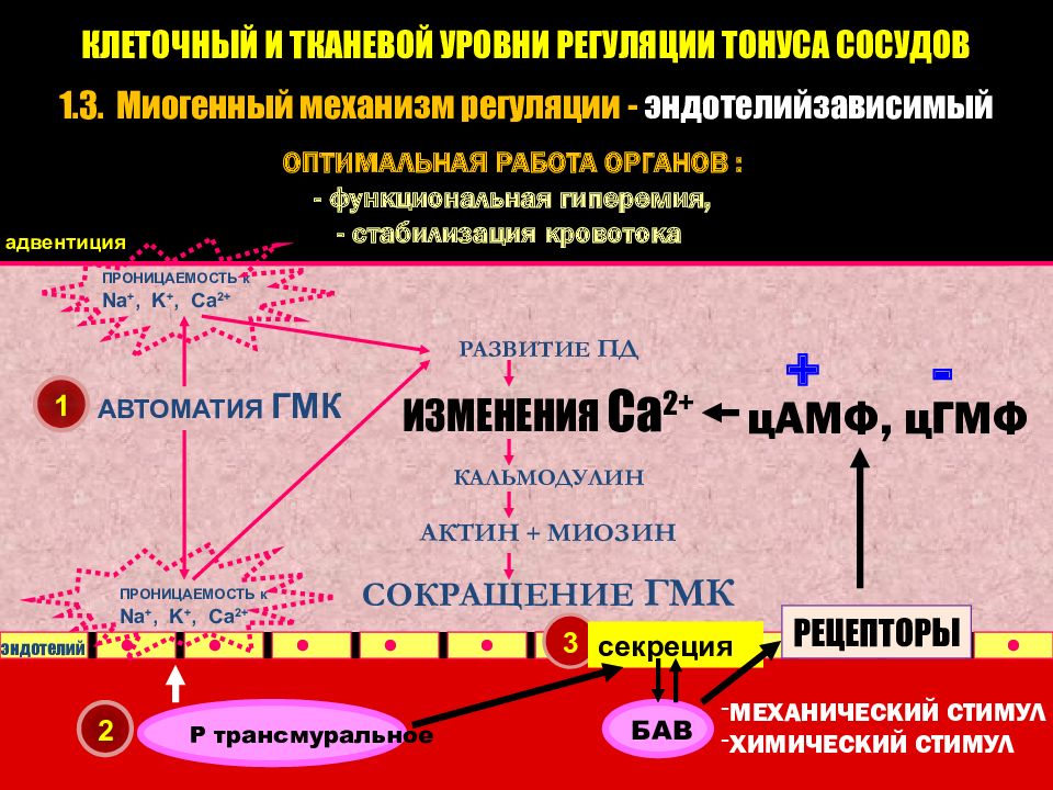 Патофизиология сосудистого тонуса презентация