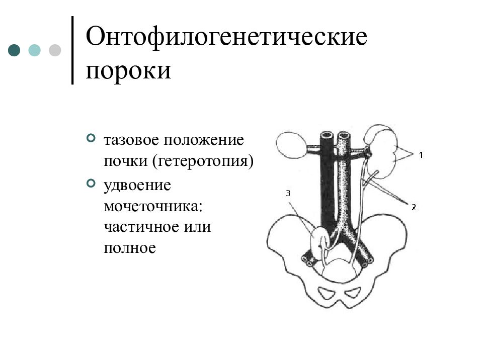 Филогенез выделительной системы презентация