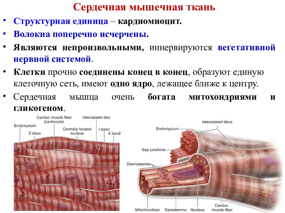Какие органы образует сердечная ткань