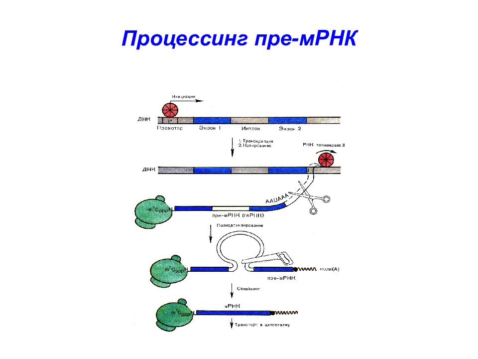Процесс созревание рнк. Этапы процессинг МРНК эукариот. Процессинг белка схема. Созревание матричной РНК эукариот. Синтез белка процессинг сплайсинг.