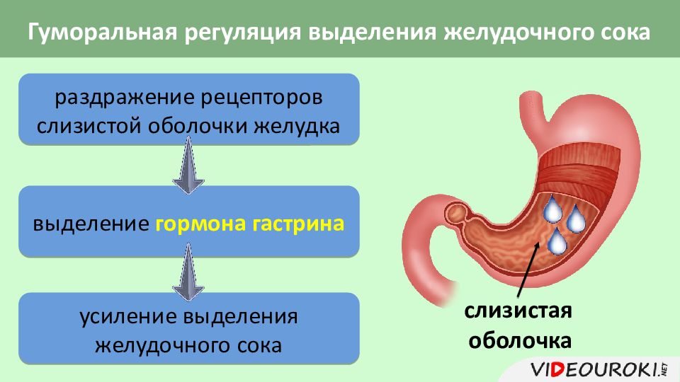 Какие отделы выделяют в желудке. Схема регуляции выделения пищеварительных соков. Гуморальная регуляция желудочного сокоотделения схема. Регуляция сокоотделения в желудке. Гуморальная регуляция желудка.