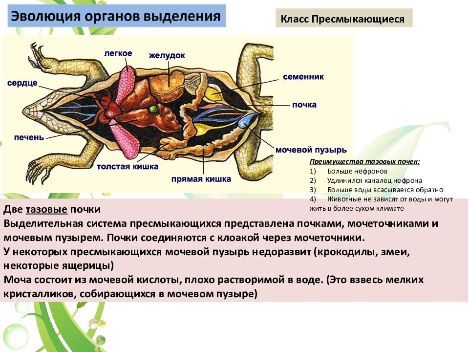 Функции систем органов земноводных