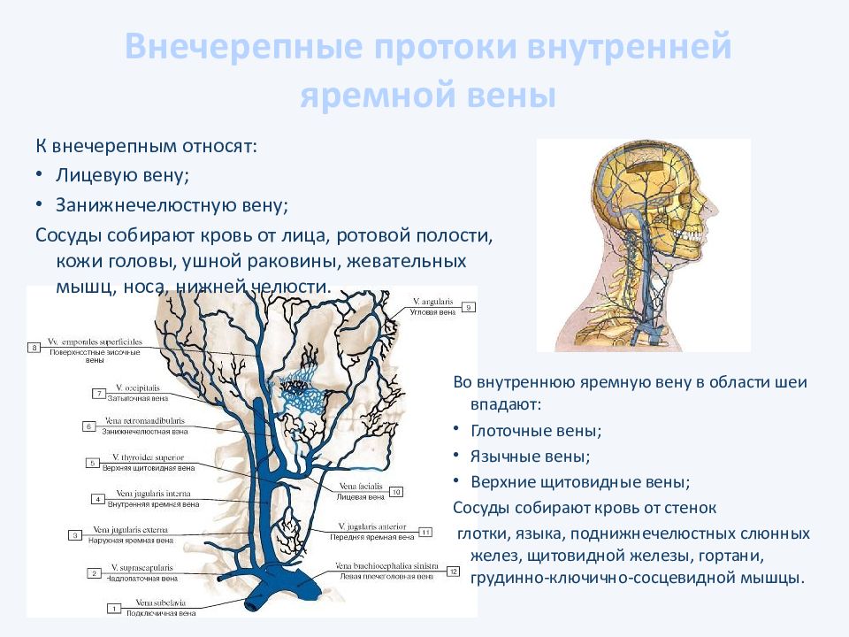 Передняя яремная вена. Синусы внутренней ярёмной вены.