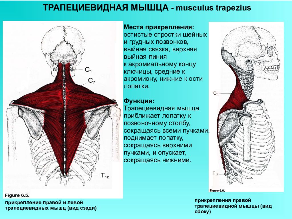 Верхняя трапециевидная. Трапециевидная мышца (m. Trapezius). Трапециевидная мышца место прикрепления спереди. Иннервация трапециевидной мышцы спины.