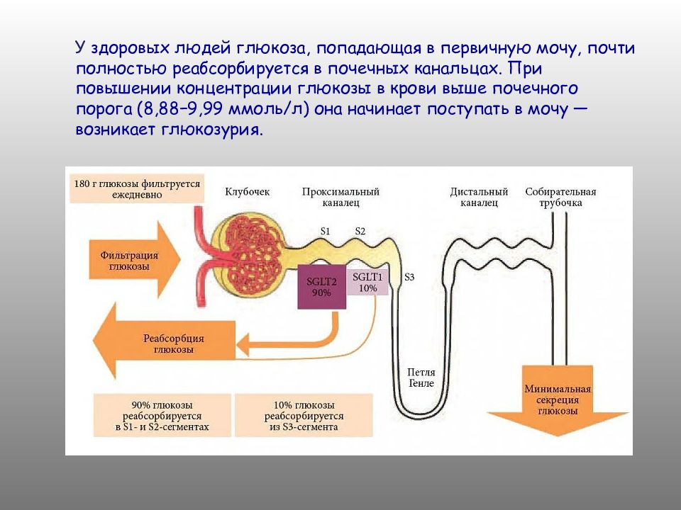 Глюкозурия кетонурия. Патогенез глюкозурии при сахарном диабете. Диабетическое мочеизнурение. Высокая концентрация мочи.