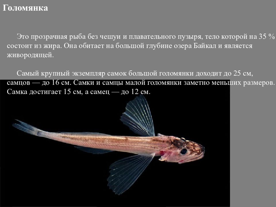 голомянка байкал, голомянка байкальская рыба, озеро байкал голомянка, голомянка прозрачная