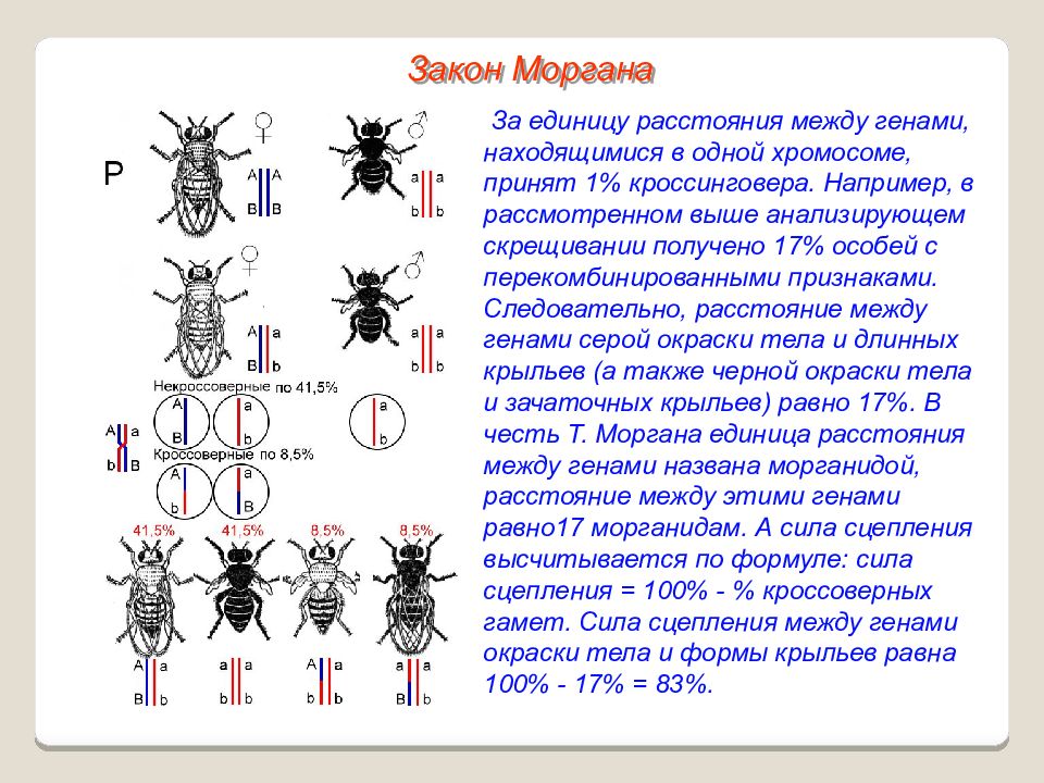 Опыты моргана презентация