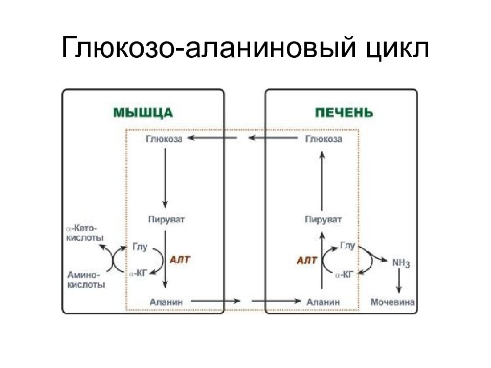 УГЛЕВОДЫ: функции и обмен Глюкозо-аланиновый цикл