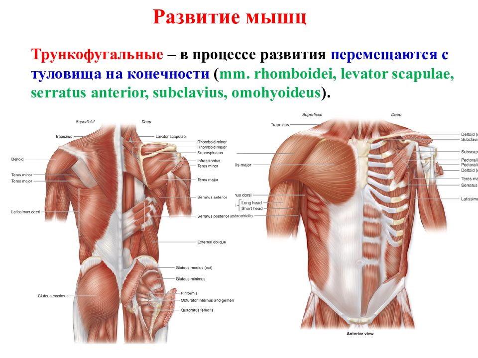 Миология Флекс