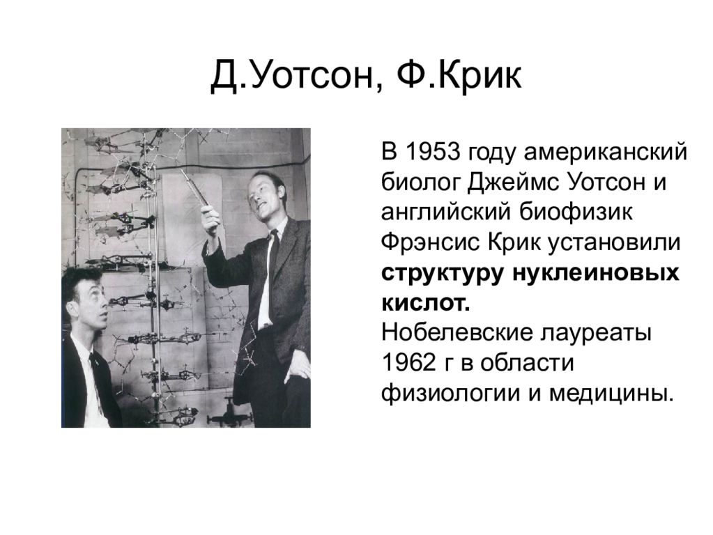 Наука в 1953. 1953 Уотсон и крик. 1953 - Ф. крик и Дж. Уотсон. Д Уотсон и ф крик. Уотсон и крик вклад в биологию.