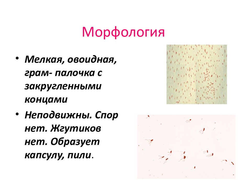 Коклюш презентация микробиология