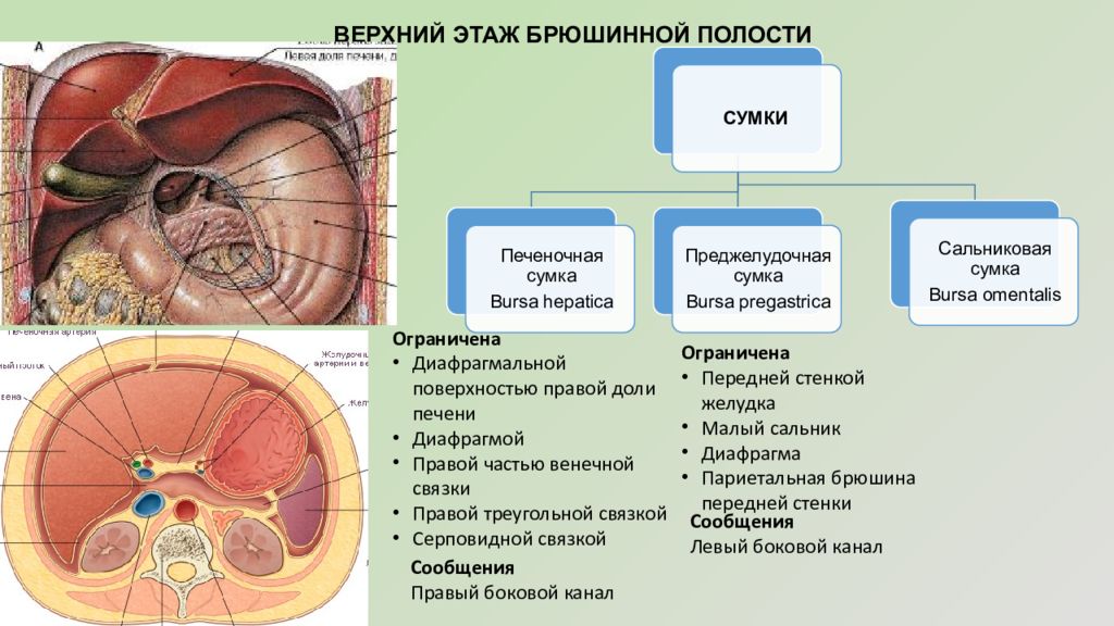 Полость другой. Сальниковая печеночная и преджелудочная сумки. Сальниковую сумку ограничивает спереди. Печеночная сумка анатомия. Сальниковая сумка и печеночная сумка.