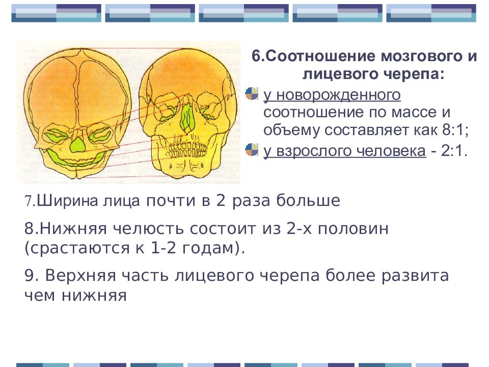 Особенности строения мозгового отдела черепа