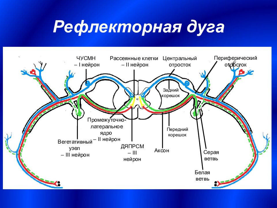 Нервный путь картинка