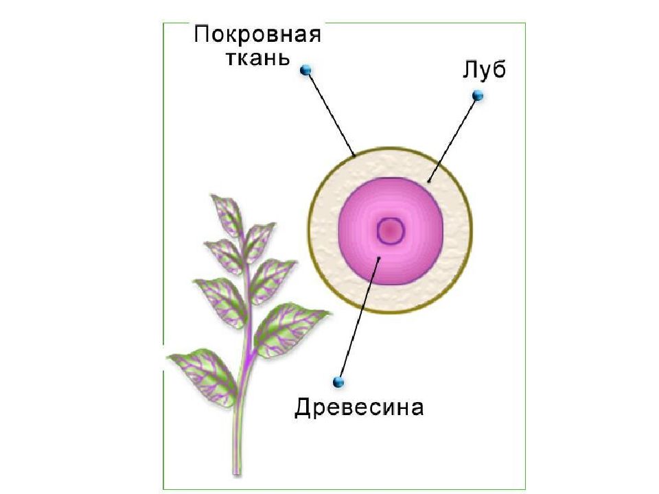 Тема строение. Передвижение воды и Минеральных веществ по стеблю. Срезы органов растений. Движения стебля. Срез окрашенного стебля.