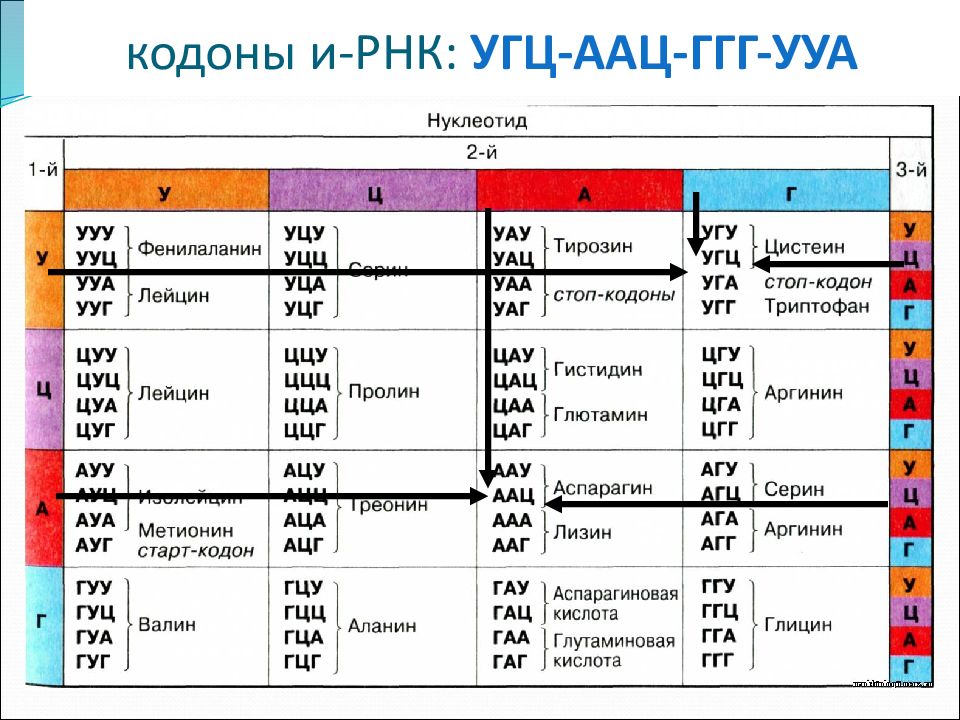 Схема генетического кода