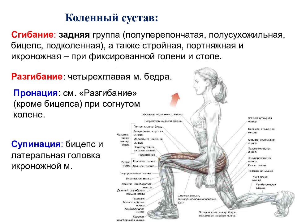 Сгибание бедра обеспечивают мышцы