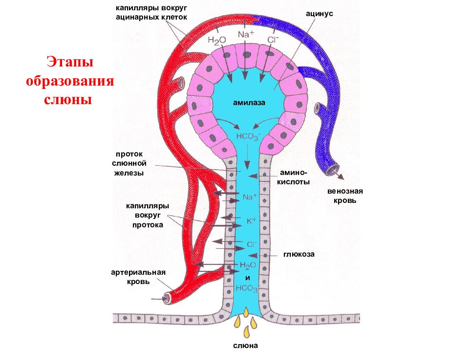 Физиология 1 лекция