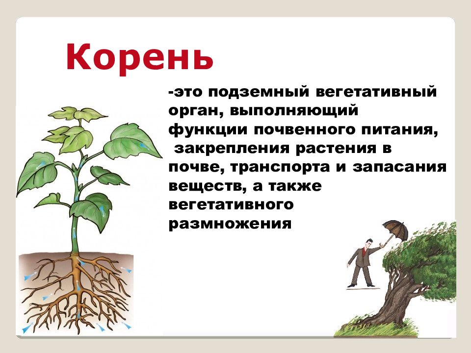 Корень презентация. Корень это в биологии. Корень его строение и значение. Корень.