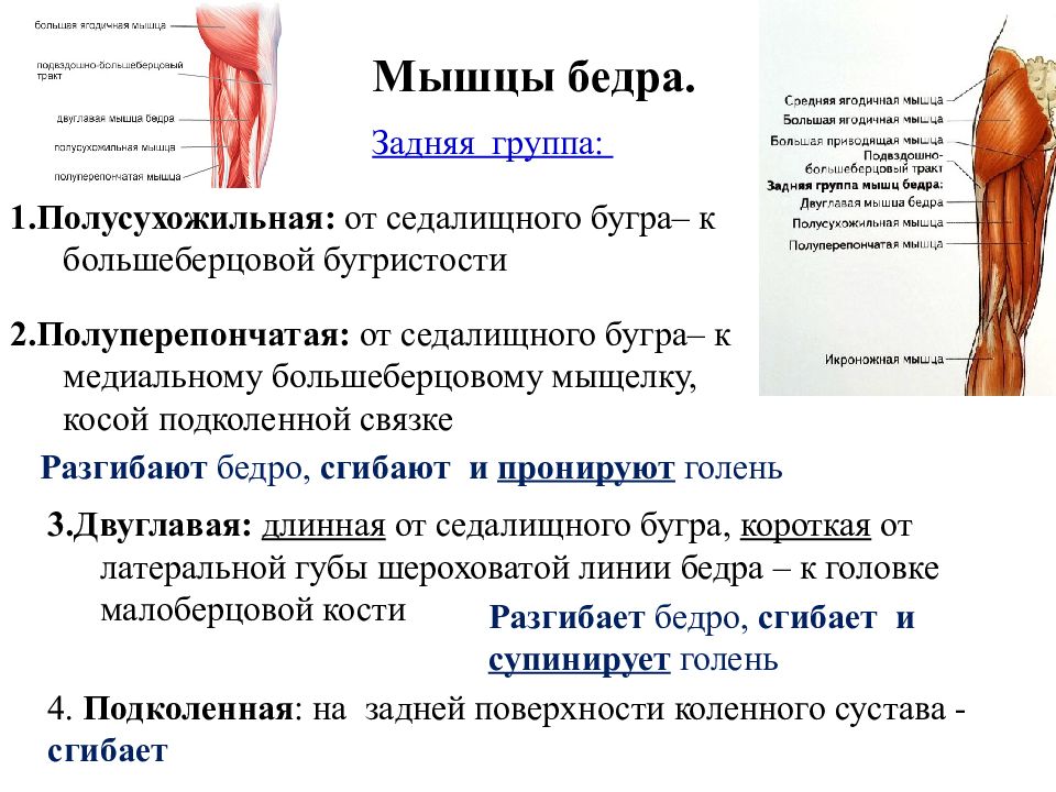 Задняя бедренная. Полусухожильная полуперепончатая двуглавая мышца бедра. Задняя группа мышц бедра. Заднюю группу мышц бедра иннервирует. Иннервация задней группы мышц бедра.