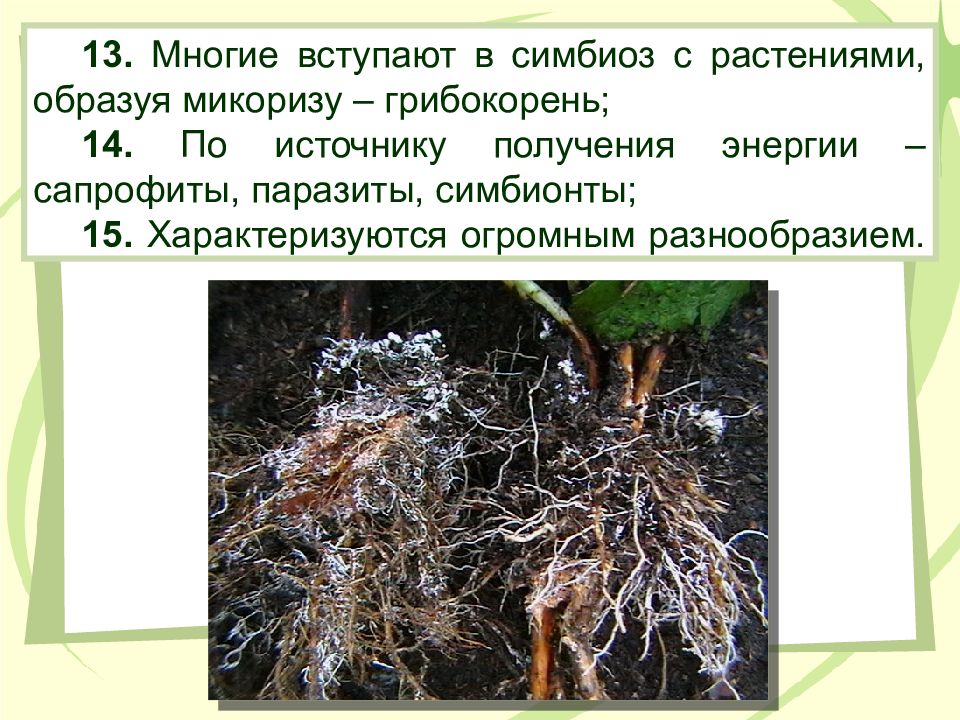 Грибы образующие микоризу с корнями. Микориза грибокорень. Царство грибы (Mycota). Может образовывать грибокорень (микоризу). Растения не образуют микоризы с.