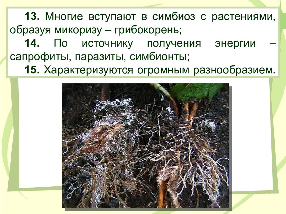 Что представляет собой микориза. Микориза грибокорень. Царство грибы (Mycota). Может образовывать грибокорень (микоризу). Растения не образуют микоризы с.