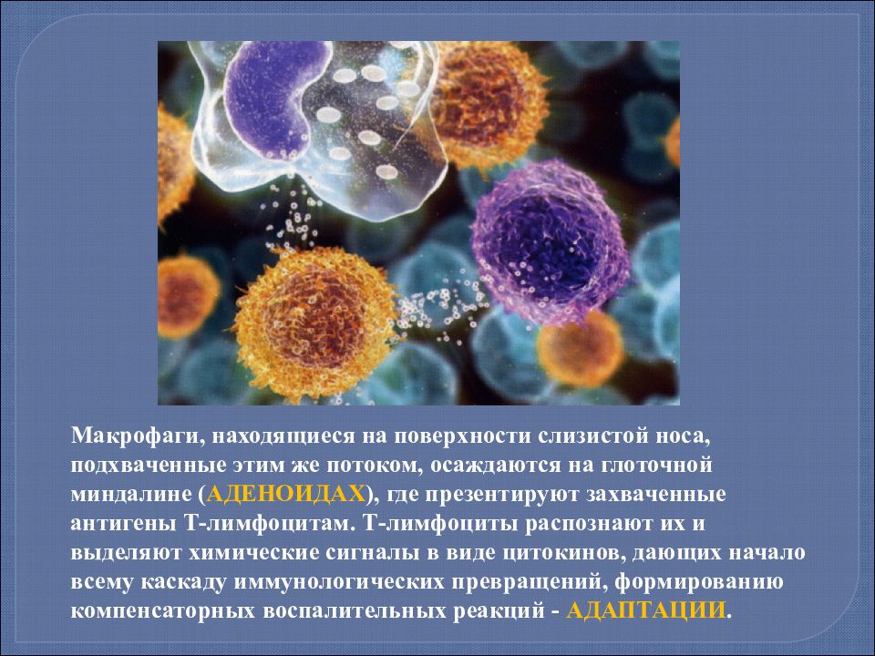 Макрофаги 4. Макрофаги презентируют антиген. Лимфоциты слизистой носа. Макрофаги выделяют.