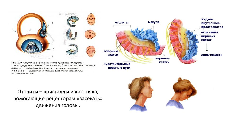 отолиты. отолитовый аппарат строение. отолитовый аппарат анатомия. отолиты. рецепторный аппарат отолитового органа.