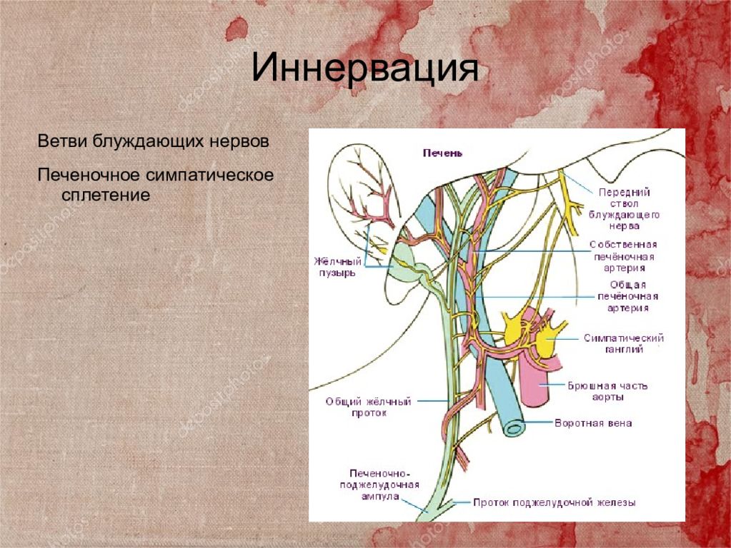 Иннервация блуждающего нерва. Кровоснабжение желчного пузыря схема. Иннервация печени топографическая анатомия. Блуждающий нерв анатомия схема. Органы, которые иннервируют ветви заднего ствола блуждающего нерва.
