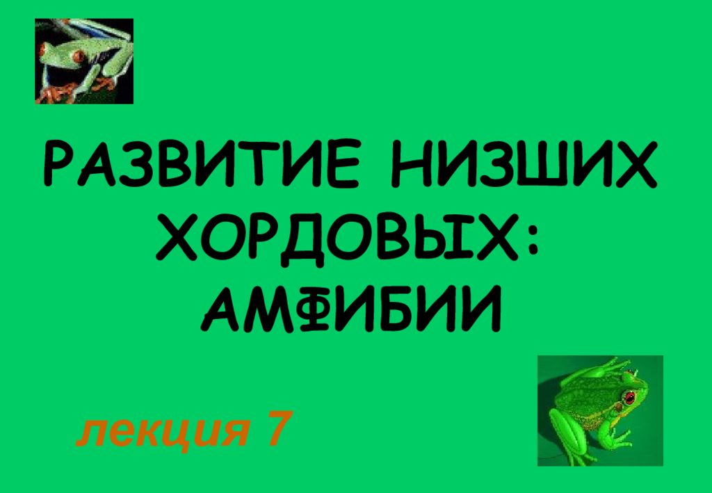 РАЗВИТИЕ НИЗШИХ ХОРДОВЫХ: АМФИБИИ лекция 7