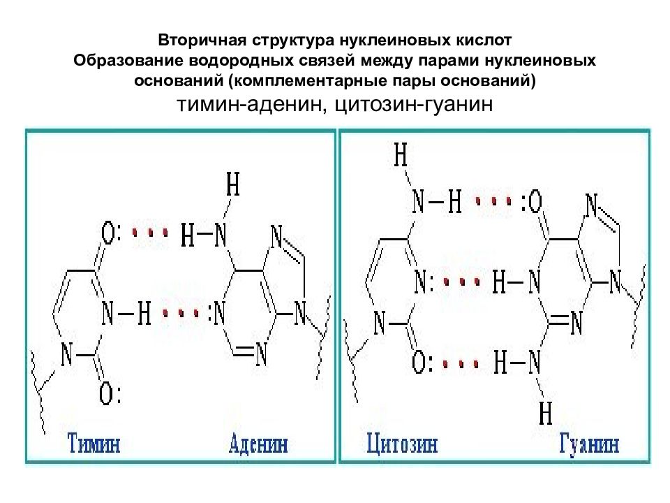 Структурная нуклеиновых кислот. Первичная и вторичная структура нуклеиновых кислот ДНК И РНК. Вторичная структура нуклеиновых кислот формула. Схема строения нуклеиновых кислот. Вторичная структура нуклеиновых кислот.