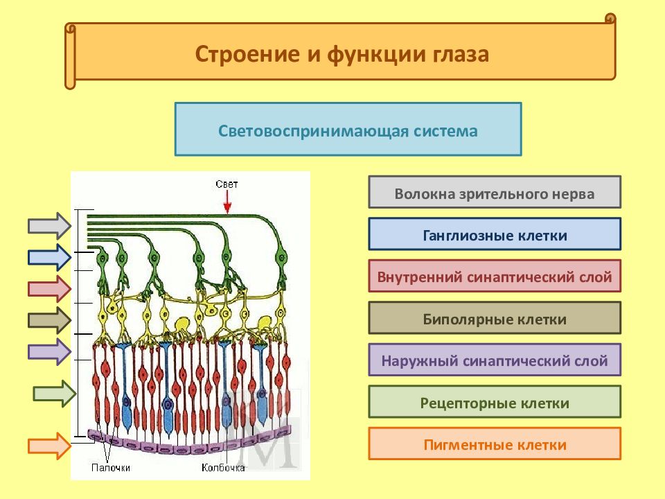 Анализаторы презентация пименова