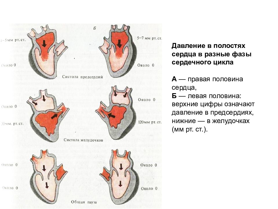 Как изменяется сердечный цикл во время физической. Сердечный цикл физиология давление. Изменение давления в различные фазы сердечного цикла. Сердечного цикла «объем-давление».. Сердечный цикл таблица физиология.