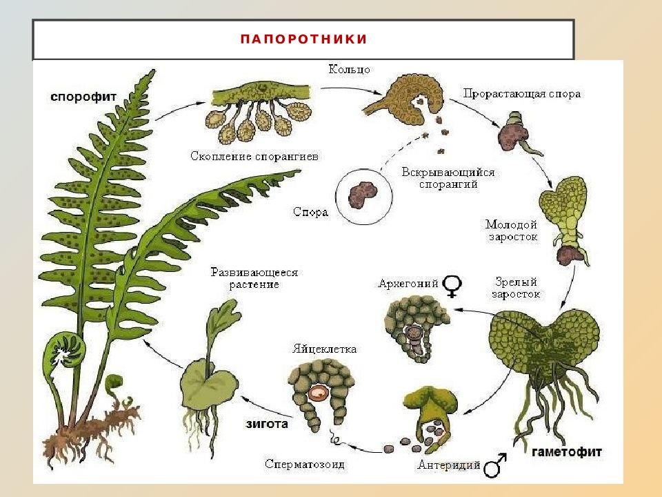 Циклы размножения растений схемы