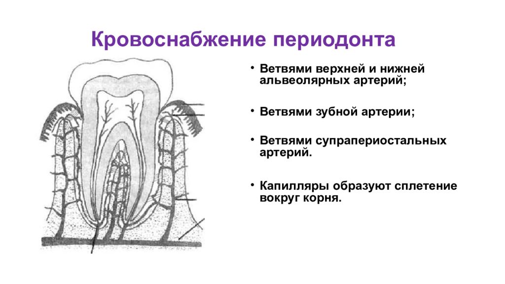 Альвеолярные артерии