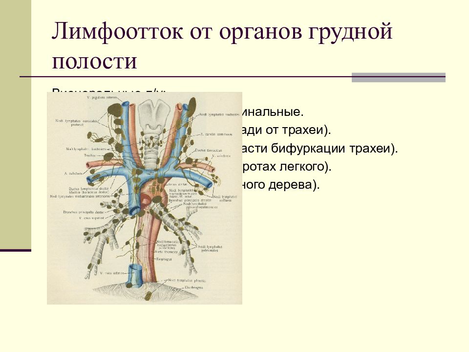 Нарушение лимфооттока. Лимфатические узлы грудной полости анатомия. Лимфатический отток от трахеи. Лимфатические узлы бронхов.