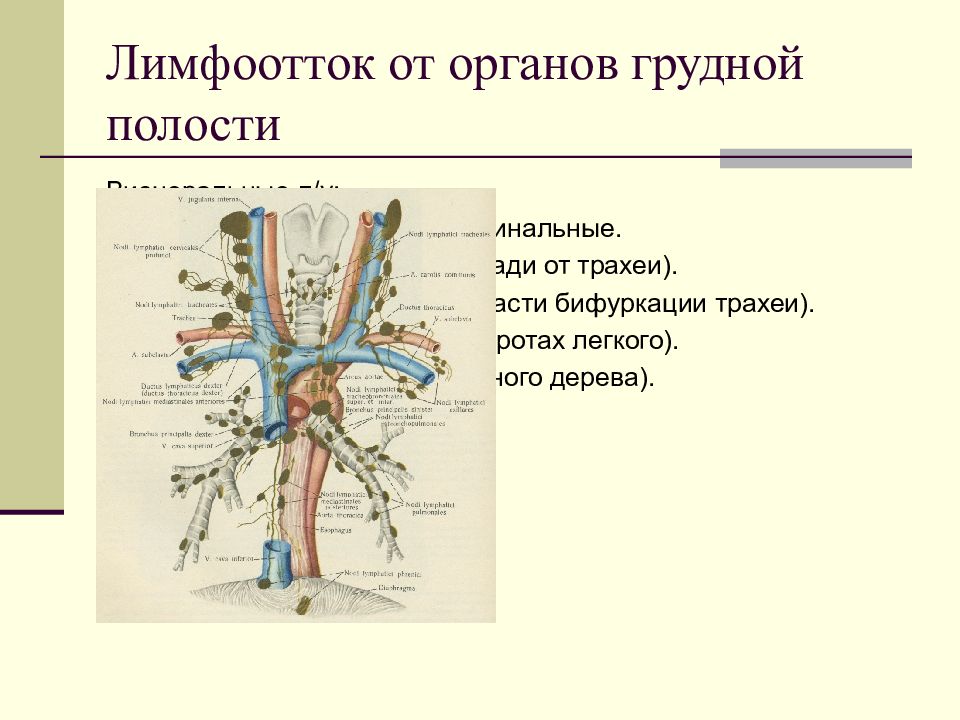 Лимфоотток ног. Лимфатические узлы грудной полости анатомия. Лимфатический отток от трахеи. Лимфатические узлы бронхов.