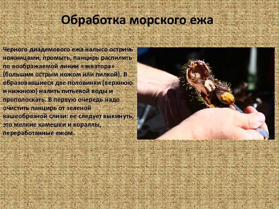 Обработка морского ежа