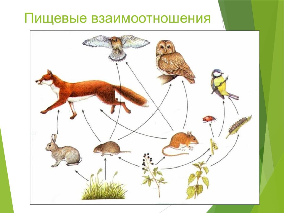 Пищевые взаимоотношения