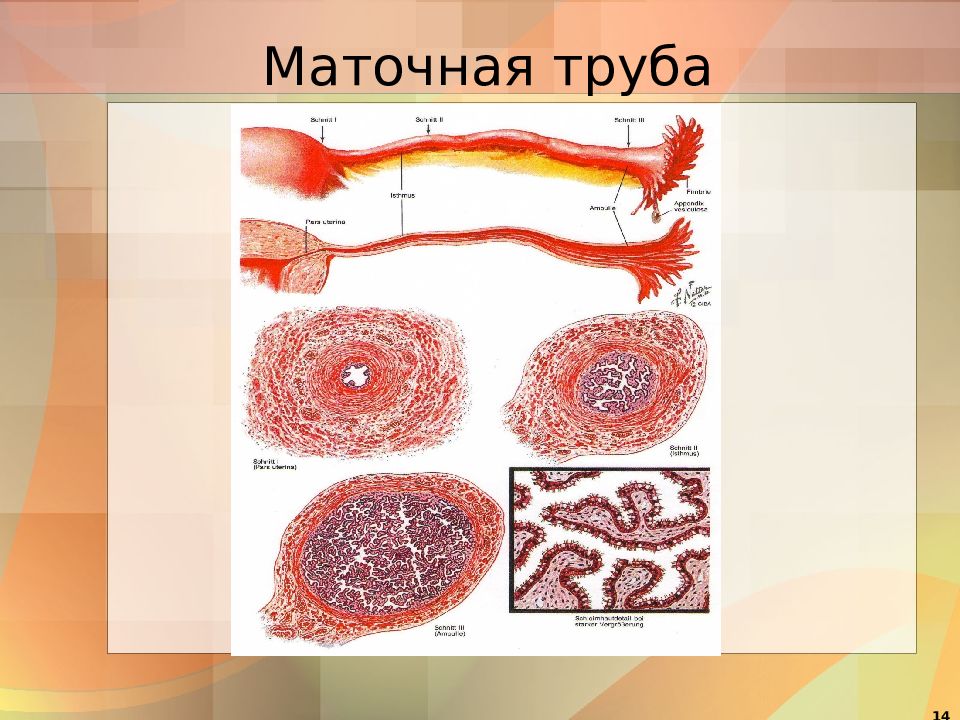 Презентация про половые органы