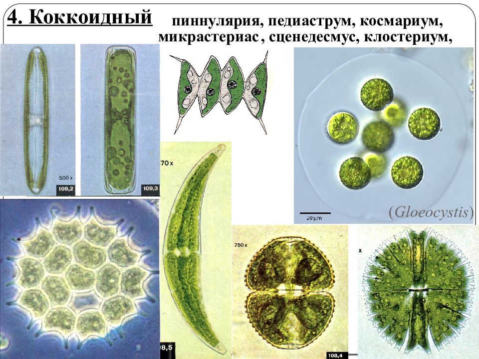 Коккоидный тип таллома. Космариум водоросль. Коккоидный таллом у водорослей. Клостериум водоросль строение. Коккоидная структура водорослей.