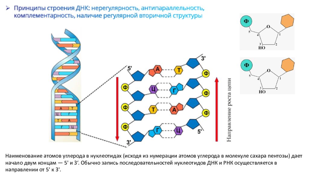 Презентация по биологии решение задач по молекулярной биологии